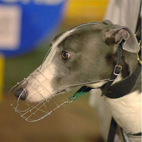 Laurels (Irish greyhound race) .